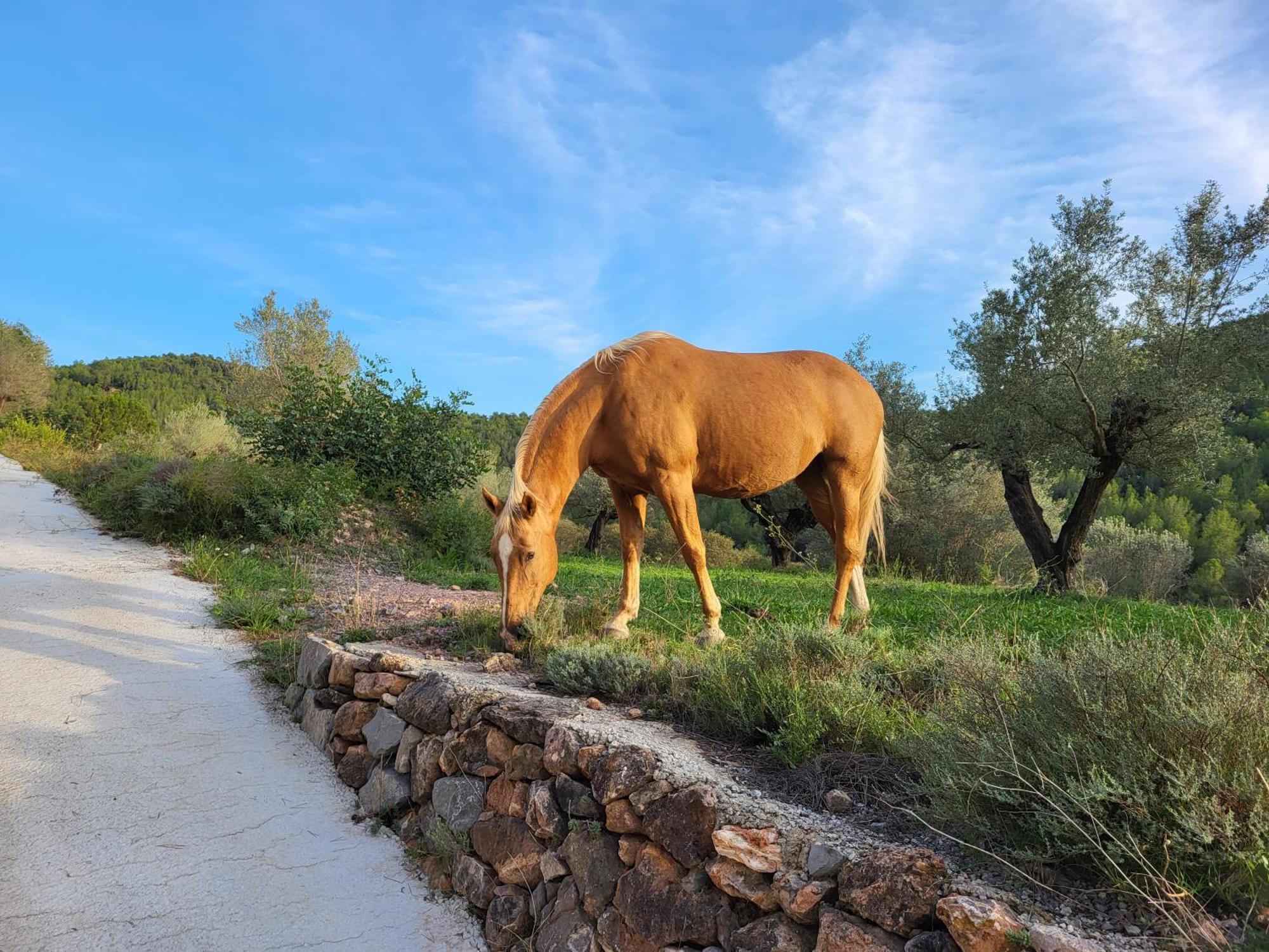 Masia De Matuta Vall de Almonacid Экстерьер фото
